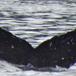 Fluke of SEAK-2437