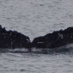 Fluke of SEAK-5630