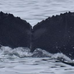 Fluke of CRC-15399