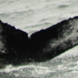 Fluke of HW-MN0101577