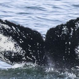 Fluke of HW-MN0101627