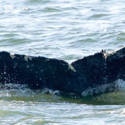 Fluke of Seasmoke