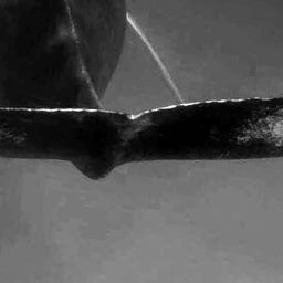 Fluke of NA-5815