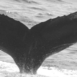 Fluke of CRC-15559