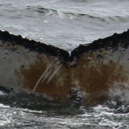 Fluke of HW-MN1301862