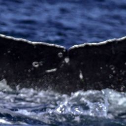 Fluke of CRC-15689