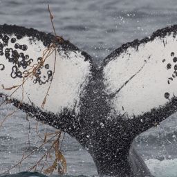 Fluke of Ring