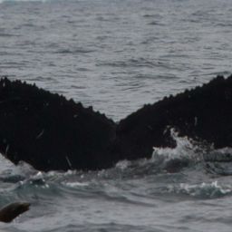 Fluke of CRC-15107
