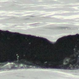 Fluke of Cassiope