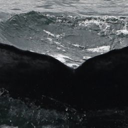 Fluke of HW-MN0101707