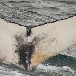 Fluke of HW-MN0101708