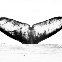 Fluke of Nexus