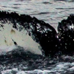 Fluke of HW-MN1301881