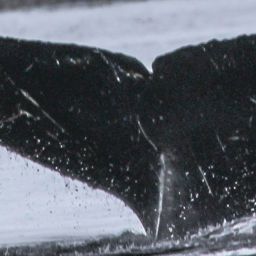 Fluke of HW-MN1301886