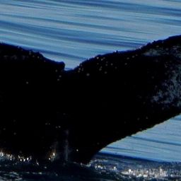 Fluke of HW-MN1301896