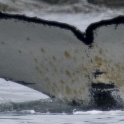 Fluke of HW-MN1301906
