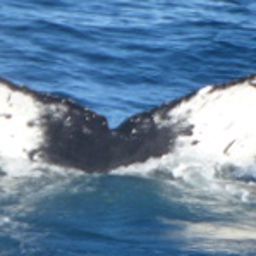 Fluke of HW-MN1301908