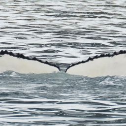 Fluke of HW-MN1301909