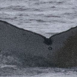 Fluke of PAN-1810