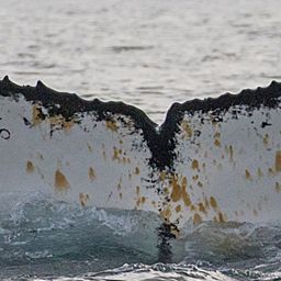 Fluke of HW-MN1301925