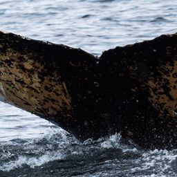 Fluke of HW-MN1301927