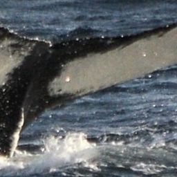 Fluke of HW-MN1301935