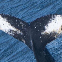 Fluke of HW-MN1301937