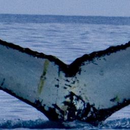 Fluke of HW-MN1301939