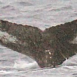 Fluke of HW-MN1301943
