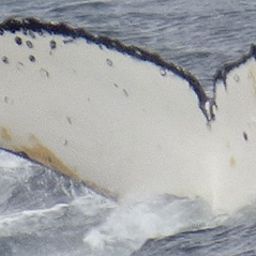 Fluke of BTBEL-Mn18_008NB2_P