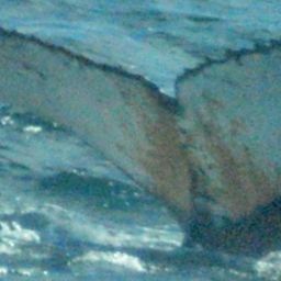 Fluke of HW-MN1301966