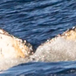 Fluke of HW-MN1301999