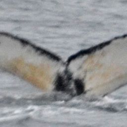 Fluke of HW-MN1302005
