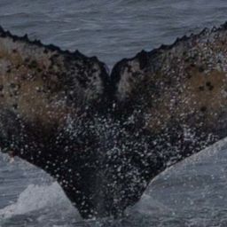 Fluke of HW-MN1302012