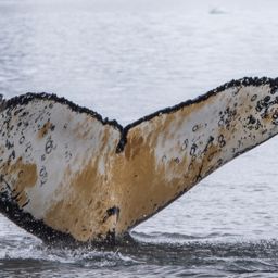 Fluke of HW-MN1302021