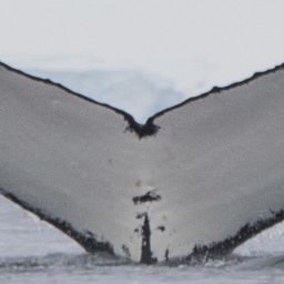 Fluke of HW-MN1302024