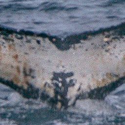 Fluke of HW-MN1302055