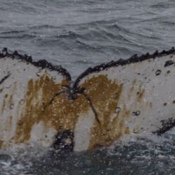 Fluke of HW-MN1302060