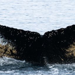 Fluke of HW-MN1302080