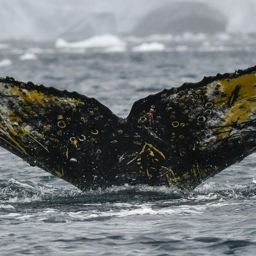 Fluke of HW-MN1302097