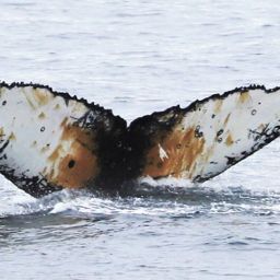 Fluke of HW-MN1302104