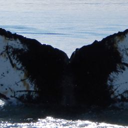 Fluke of HW-MN1302115