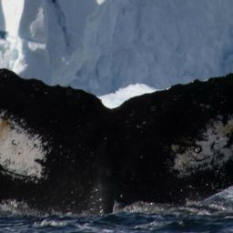 Fluke of HW-MN1302124