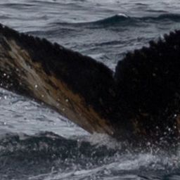 Fluke of HW-MN1302134