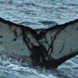 Fluke of Lord Grant II