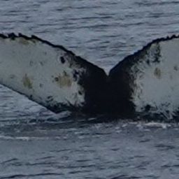 Fluke of HW-MN1302153