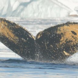 Fluke of HW-MN1302159