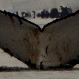 Fluke of HW-MN1302161