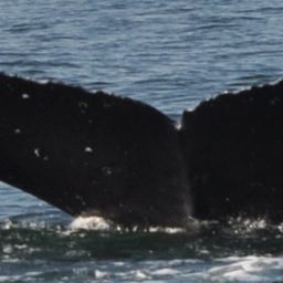 Fluke of HukuiHelePo