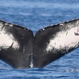 Fluke of CRC-16273